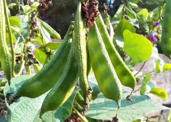 শীতকালীন সবজি শিম চাষ