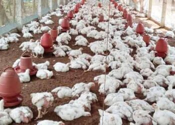 agri sangbad