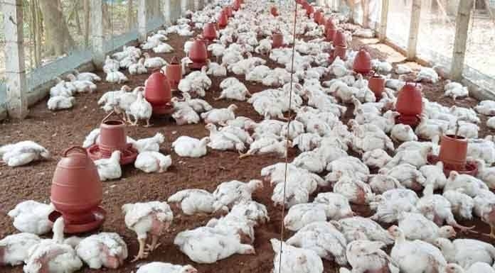 agri sangbad