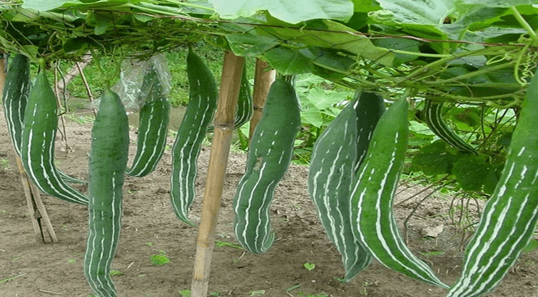 জেনে নিন চিচিঙ্গার পুষ্টিগুণ ও উপকারিতা
