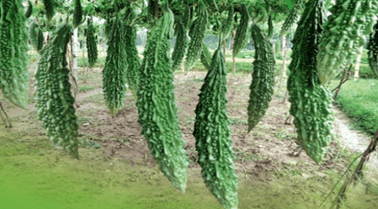 করলা গাছে মোজাইক ভাইরাস আক্রান্তে করণীয়