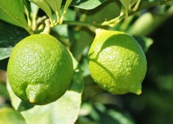 লেবু চাষে রোগবালাই ও প্রতিরোধ ব্যবস্থা