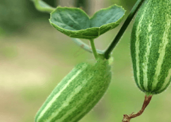 পটল
