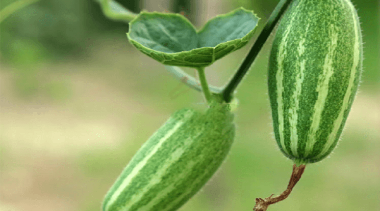 পটল
