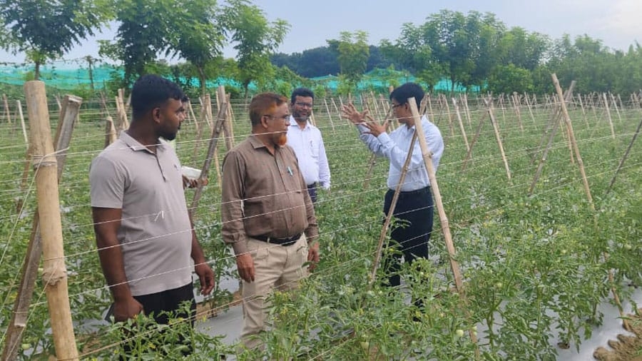 বিঘা প্রতি টমেটোতে লাভ ৩-৪ লাখ টাকা: কৃষি উদ্যোগতা তরিকুল ইসলাম