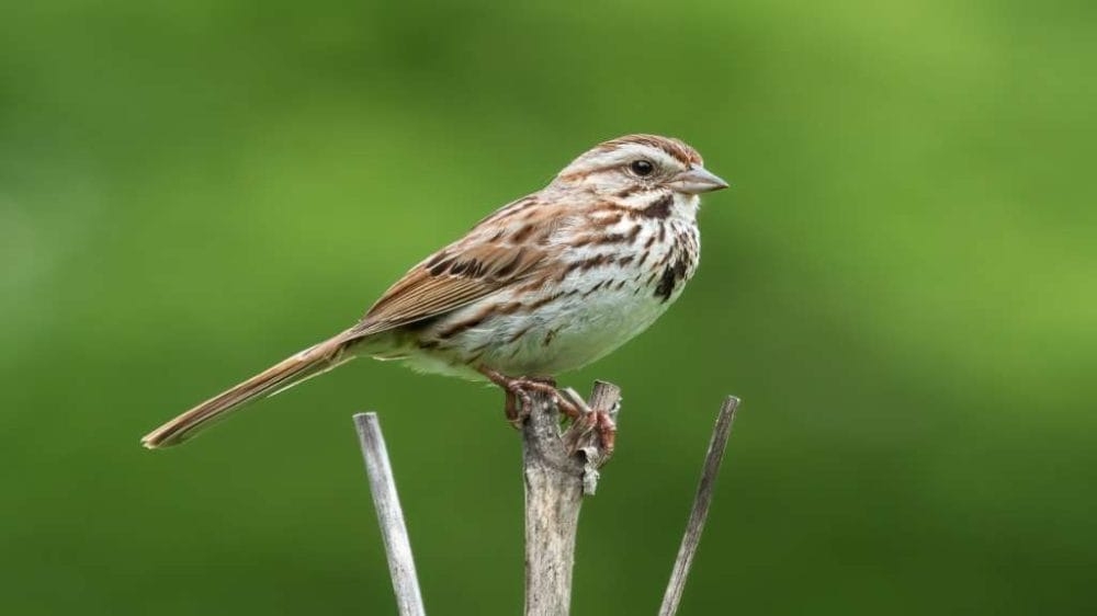 pakhio