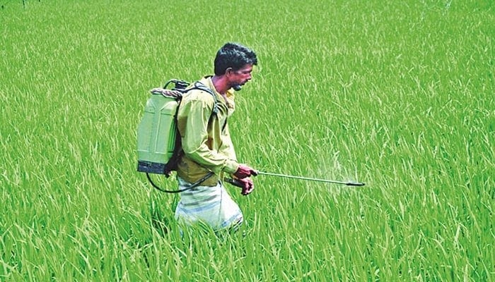 বালাইনাশক ব্যবহারে সর্বস্বান্ত কৃষক