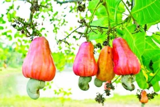 agri sangbad