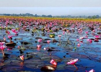 agri sangbad