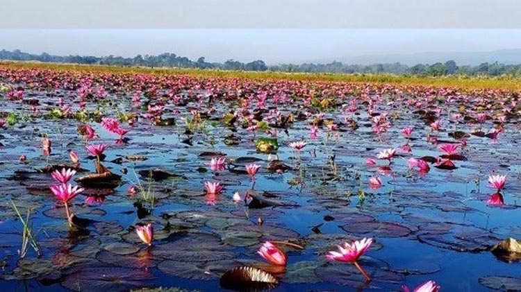 agri sangbad