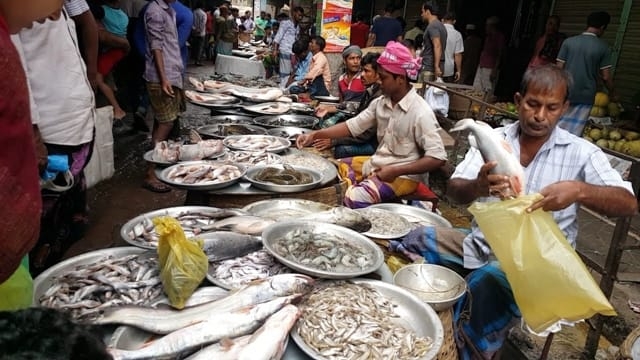 fish