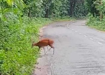 agri sangbad