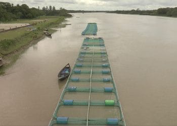 ভোলায় নদীতে ভাসমান খাঁচায় মাছ চাষে স্বাবলম্বী
