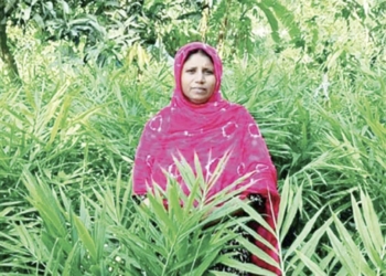 জনপ্রিয় বস্তায় আদা চাষ,বদলে যাচ্ছে নারীদের জীবন