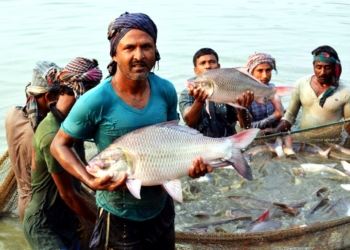 মাছ চাষের আগে যেসব বিষয় জানা জরুরী