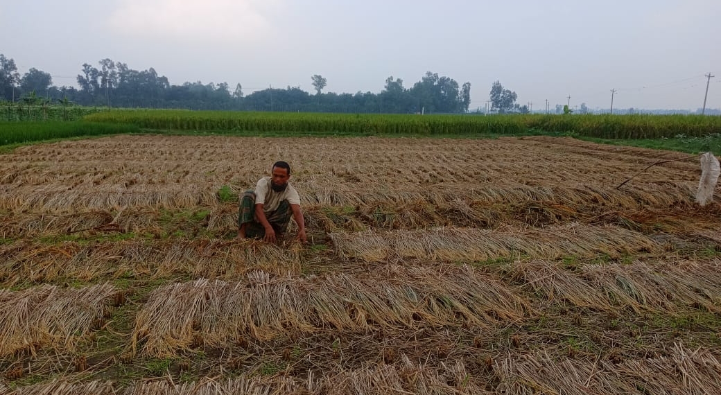 পীরগঞ্জে ফসলের মাঠে আগাম জাতের পাকা ধান