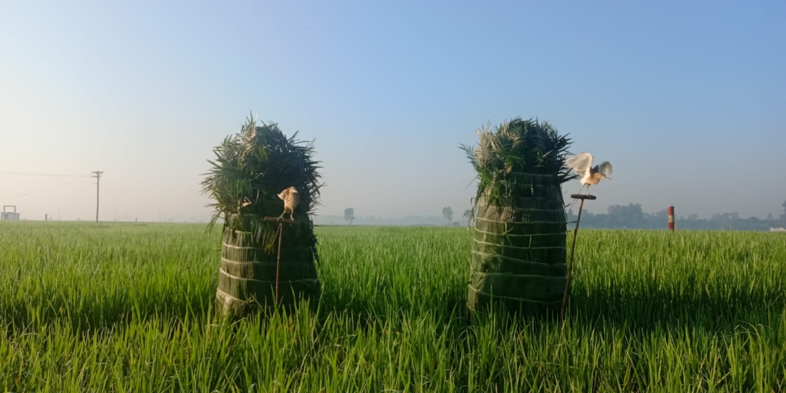 পোষা বকের ফাঁদে ফেলে পাখি শিকার