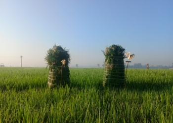 পোষা বকের ফাঁদে ফেলে পাখি শিকার