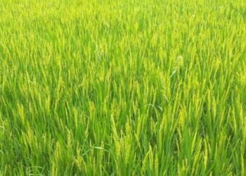 ধানে ফুল: এসময় কৃষকদের করণীয়