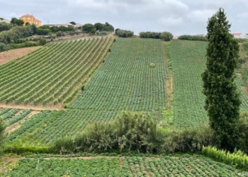 পর্তুগালের কৃষিতে অভাবনীয় সাফল্য