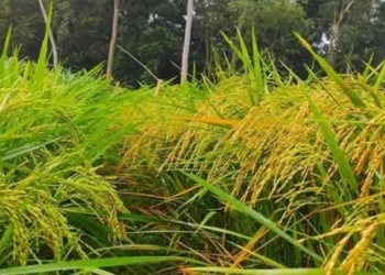 মোহনগঞ্জে মাঠজুড়ে সবুজ ধানের স্নিগ্ধ হাসি