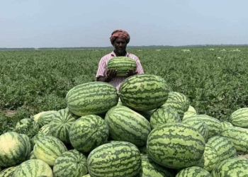 তরমুজ চাষের আগাম প্রস্ততি চাষীদের