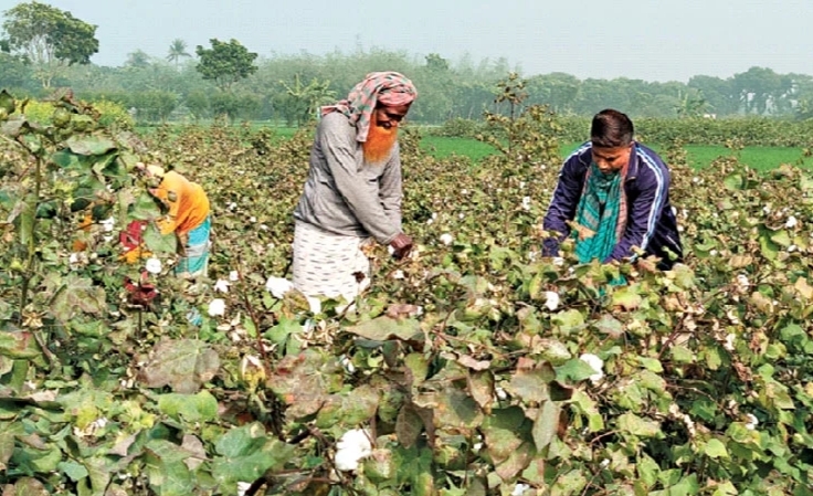 দৌলতপুরে শতকোটি টাকার তুলা চাষ