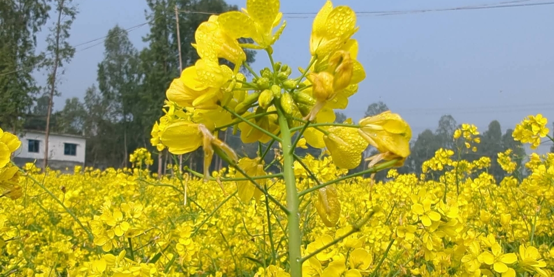 কৃষিতে আশা জাগাচ্ছে স্বল্পমেয়াদি উচ্চফলনশীল বারি সরিষা-২০