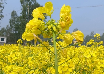 কৃষিতে আশা জাগাচ্ছে স্বল্পমেয়াদি উচ্চফলনশীল বারি সরিষা-২০