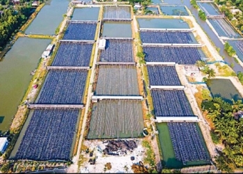 নরম খোলের কাঁকড়া, সুন্দরবন উপকূলের ‘নতুন সোনা’