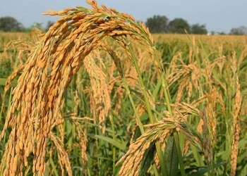 ধানের ফলনে পিছিয়ে বাংলাদেশ