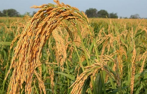 ধানের ফলনে পিছিয়ে বাংলাদেশ