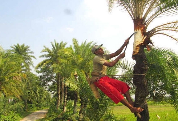 যশোরের ‘যশ’ খেজুরের রস