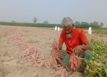 করতোয়া নদীর আশীর্বাদ মিষ্টি আলু