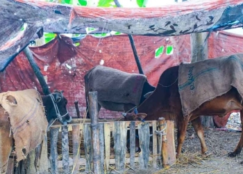 শীতের দাপটে উত্তরেরর জেলাগুলোতে ভোগান্তিতে গবাদিপশু, বাড়ছে রোগ-বালাই