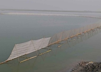 নিষিদ্ধ জালে মাছ ধরায় হুমকির মুখে যমুনায় মৎস্যসম্পদ