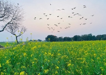 হাকালুকির কূলে পাখিদের নিরাপদ আশ্রয়