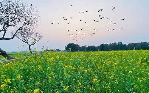 হাকালুকির কূলে পাখিদের নিরাপদ আশ্রয়