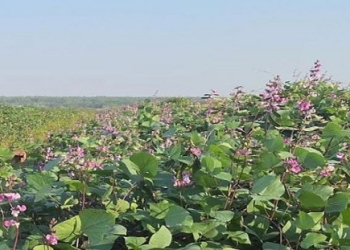 কোটি টাকার সবজি উৎপাদনের গ্রাম সওদাগরপাড়া