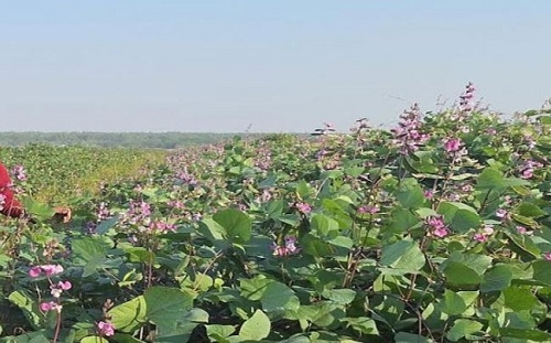 কোটি টাকার সবজি উৎপাদনের গ্রাম সওদাগরপাড়া