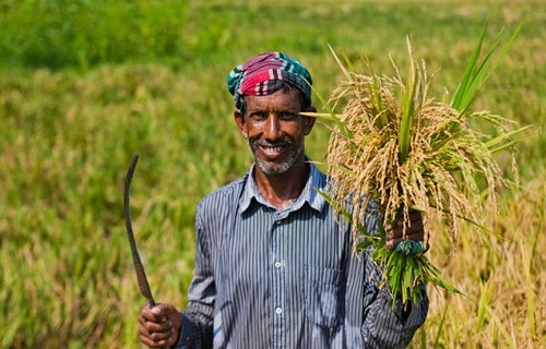 ১০ হাজার টাকার নিচে কৃষিঋণ মওকুফের সিদ্ধান্ত সরকারের