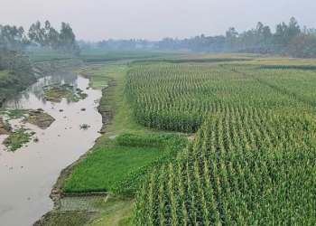 নাব্যতা সংকটে ধরলা-বারোমাসিয়া নদীর চর জেগে ফসলে সবুজ সমারোহ