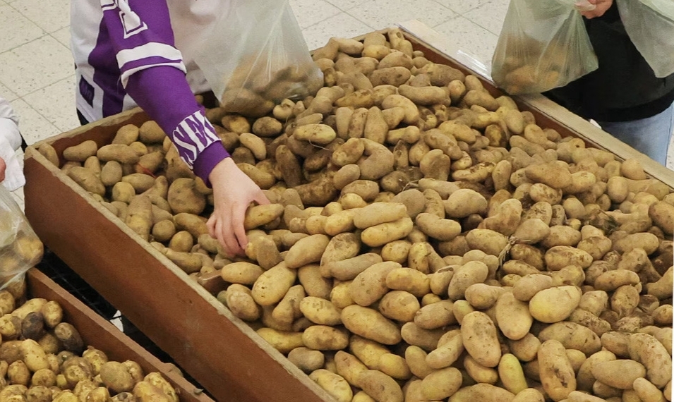 জার্মানীতে ‘আলুর বন্যা’, বিনা মূল্যে আলু নিতে ভিড়