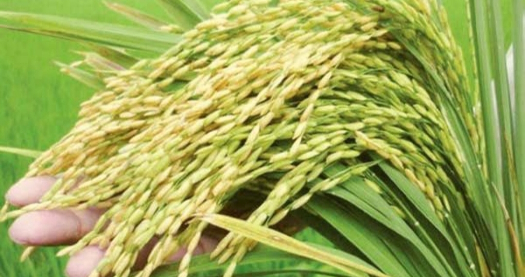 ৬ নতুন ধানের জাত অনুমোদন