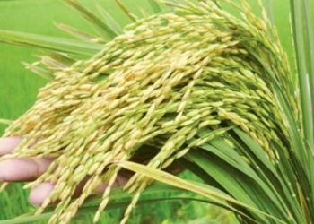 ৬ নতুন ধানের জাত অনুমোদন