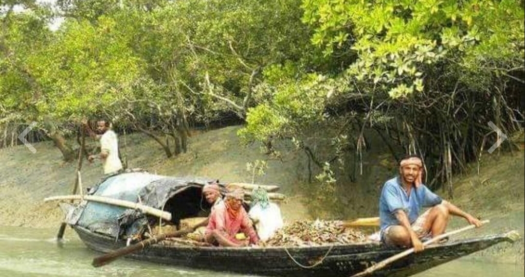 সুন্দরবন: জেলেপল্লীতে বনদস্যুদের হানা, ৬ জেলেকে অপহরণ