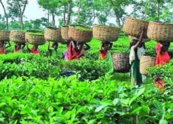 দেশে চায়ের উৎপাদন বাড়ছে