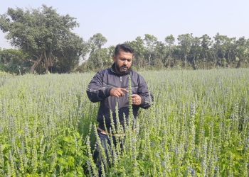 মাগুরায় সাড়া ফেলেছে ‘সুপার ফুড’ চাষ