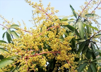 সোনারঙে ছেয়ে গেছে আমের বাগান