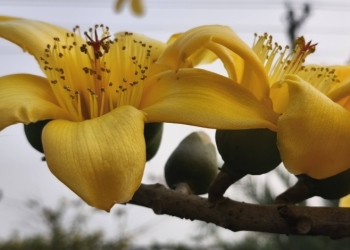 থোকায় থোকায় ফুটেছে ‘হলুদ শিমুল’